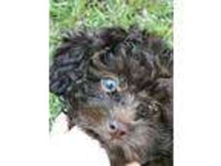 Shih-Poo Puppy for sale in Sumter, SC, USA