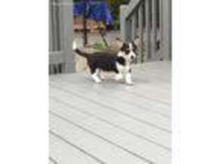 Pembroke Welsh Corgi Puppy for sale in Oakdale, CT, USA