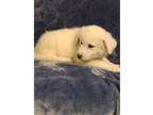 Great Pyrenees Puppy for sale in Poteet, TX, USA