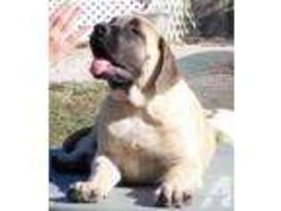 Mastiff Puppy for sale in SARASOTA, FL, USA