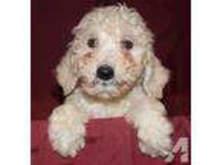 Labradoodle Puppy for sale in LITCHFIELD, MI, USA