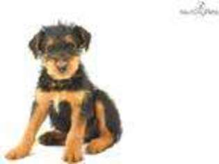 Airedale Terrier Puppy for sale in Hattiesburg, MS, USA