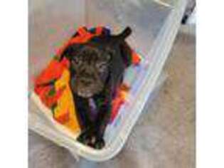 Cane Corso Puppy for sale in Taylor, MI, USA