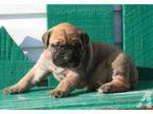 Mastiff Puppy for sale in MARSHFIELD, MO, USA