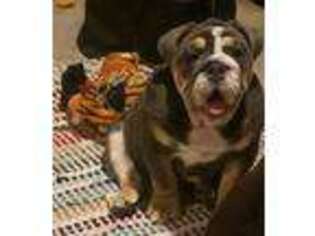 Bulldog Puppy for sale in Philip, SD, USA
