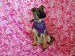 German Shepherd Dog Puppy for sale in North Collins, NY, USA