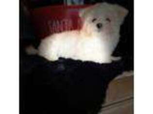 Maltese Puppy for sale in Culver, IN, USA