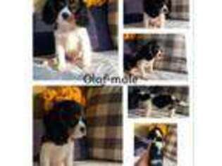 Cavalier King Charles Spaniel Puppy for sale in Ulen, MN, USA