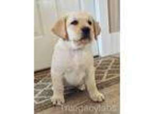 Labrador Retriever Puppy for sale in Sherwood, MI, USA
