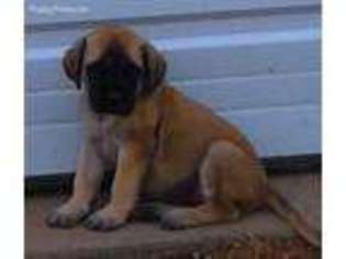 Mastiff Puppy for sale in Westville, OK, USA