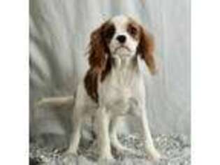 Cavalier King Charles Spaniel Puppy for sale in Warsaw, IN, USA