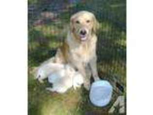 Labrador Retriever Puppy for sale in MILLIS, MA, USA