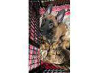 Belgian Malinois Puppy for sale in Sun Valley, CA, USA