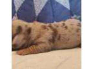 Dachshund Puppy for sale in Merced, CA, USA
