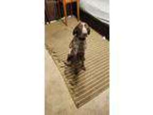 German Shorthaired Pointer Puppy for sale in North Port, FL, USA