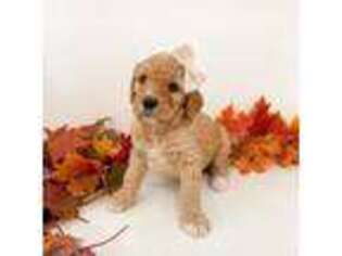 Goldendoodle Puppy for sale in Big Lake, MN, USA