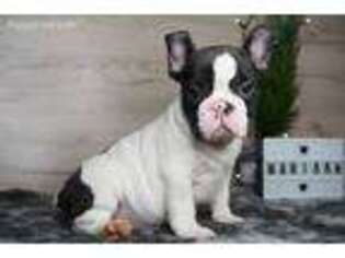 French Bulldog Puppy for sale in Holmdel, NJ, USA