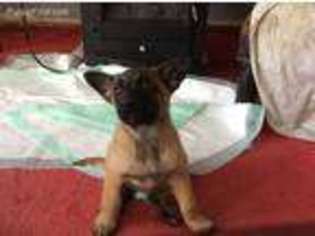 Belgian Malinois Puppy for sale in Ferris, TX, USA