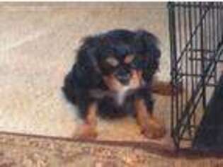 Cavalier King Charles Spaniel Puppy for sale in Timberon, NM, USA
