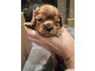 Cavalier King Charles Spaniel Puppy for sale in Spokane, WA, USA