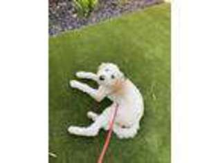 Goldendoodle Puppy for sale in Cupertino, CA, USA