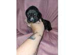 Great Dane Puppy for sale in Leominster, MA, USA