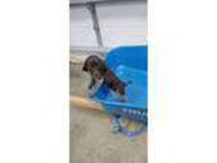 German Shorthaired Pointer Puppy for sale in Winthrop, MN, USA