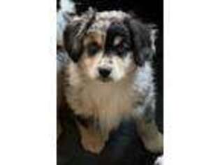 Mutt Puppy for sale in Howe, TX, USA