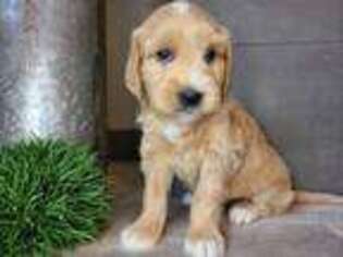 Goldendoodle Puppy for sale in Boyden, IA, USA