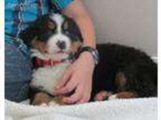 Bernese Mountain Dog Puppy for sale in Wellman, IA, USA