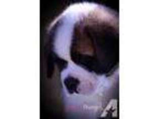 Saint Bernard Puppy for sale in POWELL, TN, USA