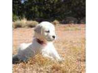 Golden Retriever Puppy for sale in Snowflake, AZ, USA