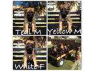 Belgian Malinois Puppy for sale in ARTESIA, CA, USA