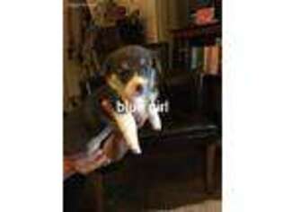 Puppyfinder Com Pembroke Welsh Corgi Puppies Puppies For Sale Near Me In Eugene Oregon Usa Page 1 Displays 10