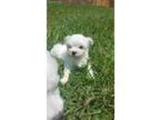 Maltese Puppy for sale in Frisco, TX, USA