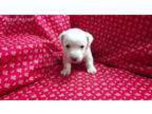 Jack Russell Terrier Puppy for sale in Waynesfield, OH, USA
