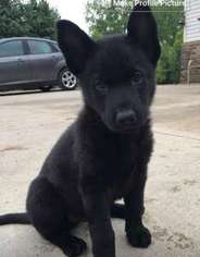 German Shepherd Dog Puppy for sale in Des Moines, IA, USA