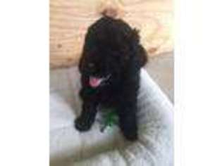 Goldendoodle Puppy for sale in Shepherd, MI, USA