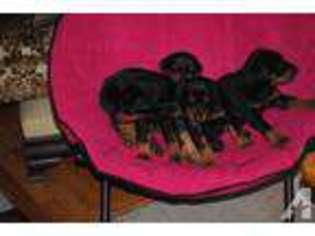 Doberman Pinscher Puppy for sale in DISPUTANTA, VA, USA