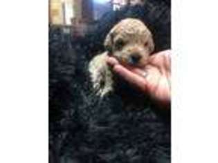 Goldendoodle Puppy for sale in Arvada, CO, USA