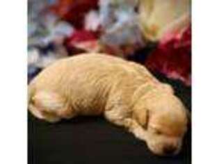 Cavapoo Puppy for sale in Batesville, AR, USA