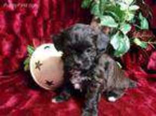 Shih-Poo Puppy for sale in Hartford, AR, USA