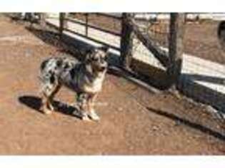 Australian Shepherd Puppy for sale in Laredo, TX, USA