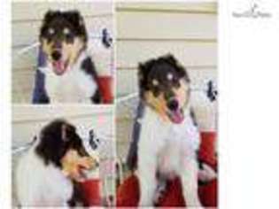 Collie Puppy for sale in Amarillo, TX, USA