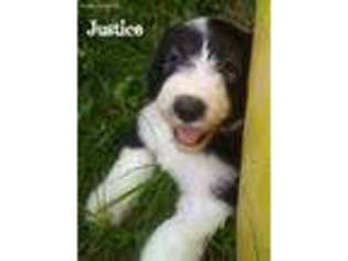 Mutt Puppy for sale in Jefferson, PA, USA