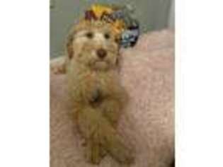 Goldendoodle Puppy for sale in Tiger, GA, USA