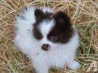 Pomeranian Puppy for sale in RIDDLE, OR, USA