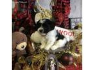 Mal-Shi Puppy for sale in Wadsworth, IL, USA