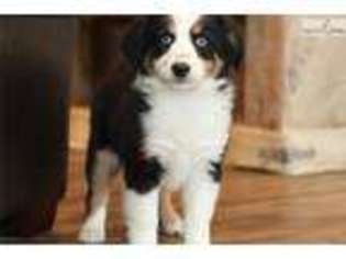 Miniature Australian Shepherd Puppy for sale in Richmond, VA, USA