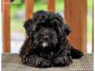 Cavapoo Puppy for sale in Youngstown, OH, USA